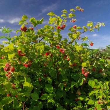 pruning-flowering-shrubs-4
