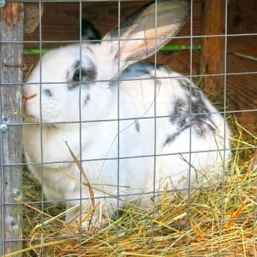 raising rabbits 1
