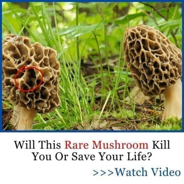 rare mushroom ban FG