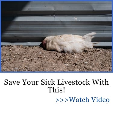 sick livestock AWB