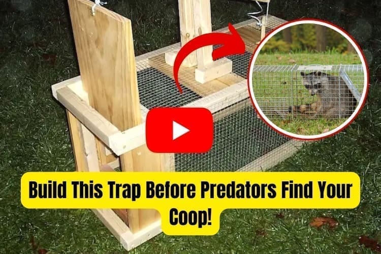 traps that protect your Chickens