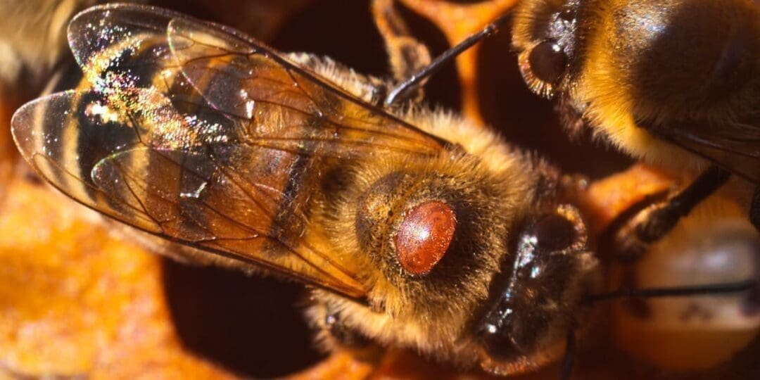 Varroa Mites: The Silent Threat Destroying Backyard Beehives