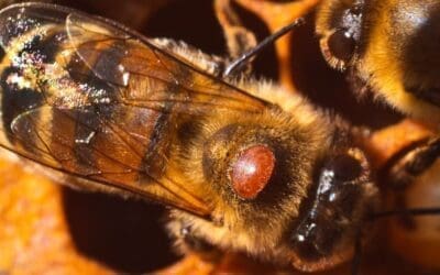 Varroa Mites: The Silent Threat Destroying Backyard Beehives