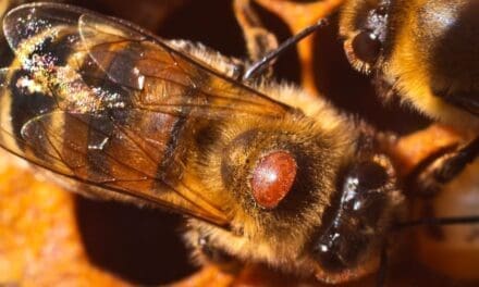 Varroa Mites: The Silent Threat Destroying Backyard Beehives
