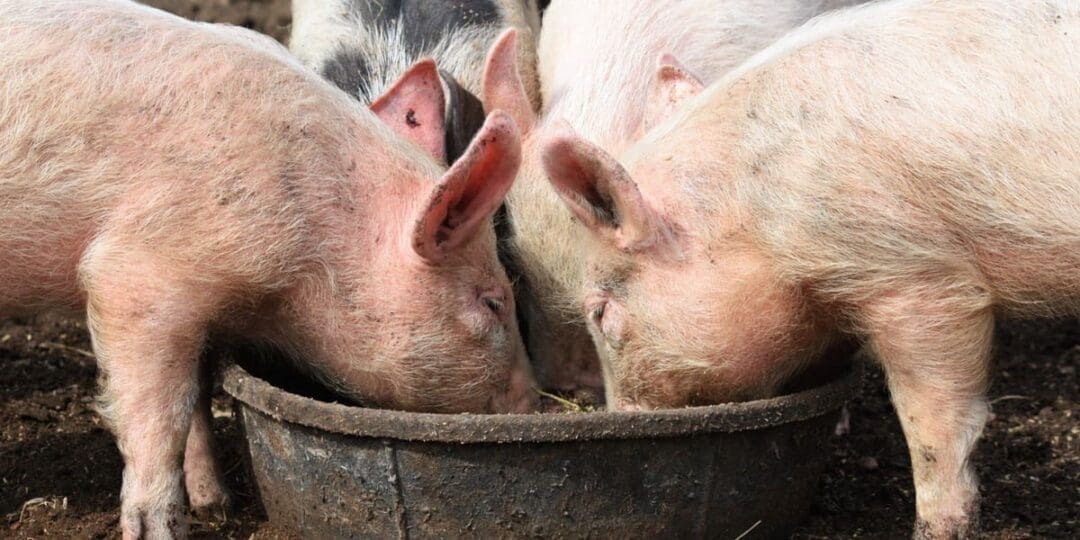 What Do Pigs Eat? A Practical Guide for Healthy, Happy Animals
