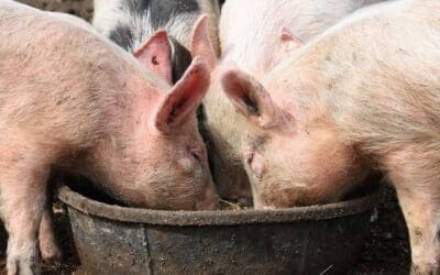 What Do Pigs Eat? A Practical Guide for Healthy, Happy Animals