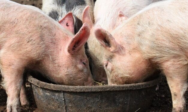 What Do Pigs Eat? A Practical Guide for Healthy, Happy Animals