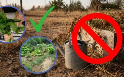 9 Plants That Grow With No Water