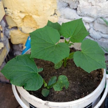 High-Yield Crops for Small Spaces 1