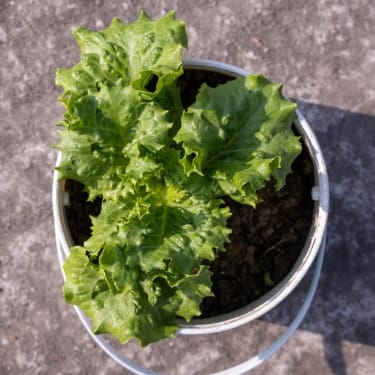 High-Yield Crops for Small Spaces 3