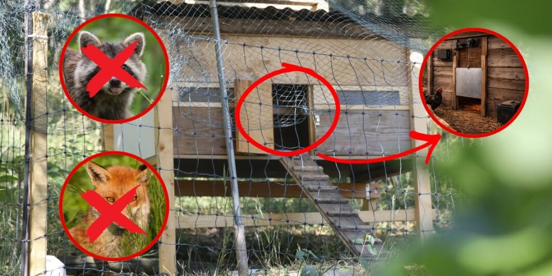 How to Build a Predator-Proof Automatic Chicken Coop Door
