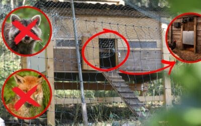 How to Build a Predator-Proof Automatic Chicken Coop Door