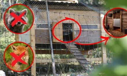 How to Build a Predator-Proof Automatic Chicken Coop Door