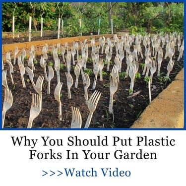 Plastic forks in garden AWA