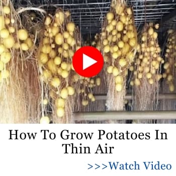 the ultimate amish survival food