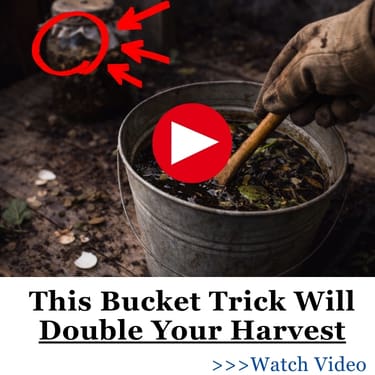 This Bucket Trick Will Double Your Harvest MSF
