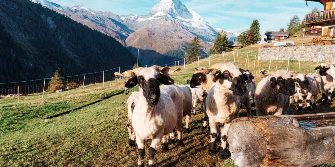 Valais Blacknose Sheep: The Complete Ownership Guide for Homesteaders