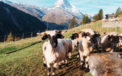 Valais Blacknose Sheep: The Complete Ownership Guide for Homesteaders