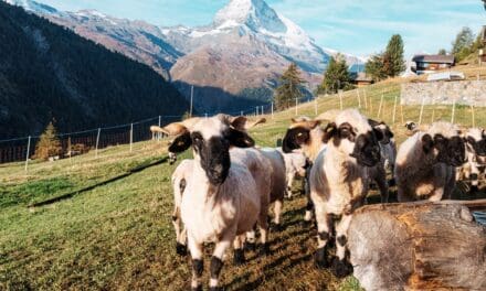 Valais Blacknose Sheep: The Complete Ownership Guide for Homesteaders