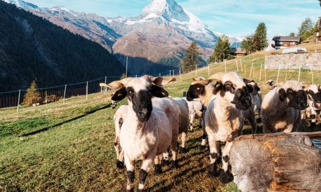 Valais Blacknose Sheep: The Complete Ownership Guide for Homesteaders