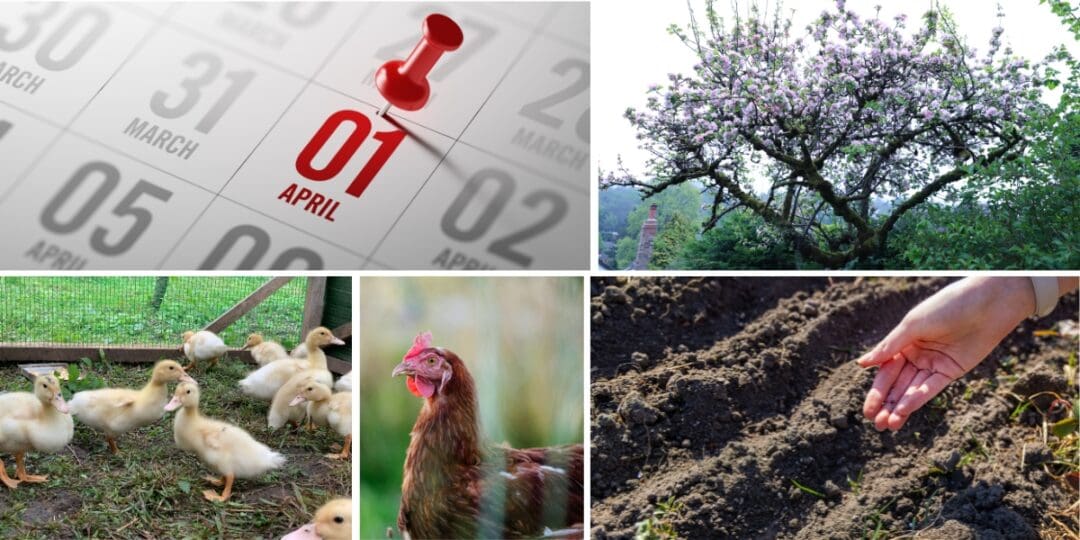 What April Says About Your Homestead