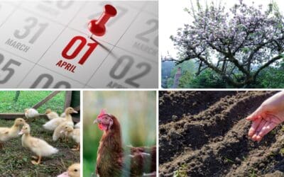 What April Says About Your Homestead