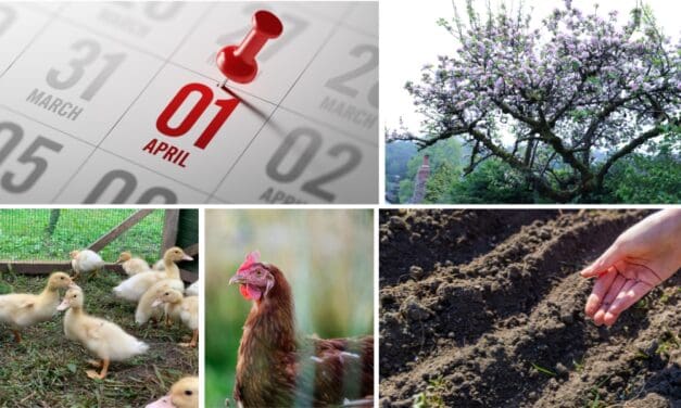 What April Says About Your Homestead