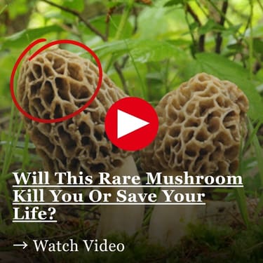Two mushrooms growing in green grass