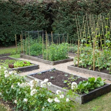 You Don't Need More Plants 2
