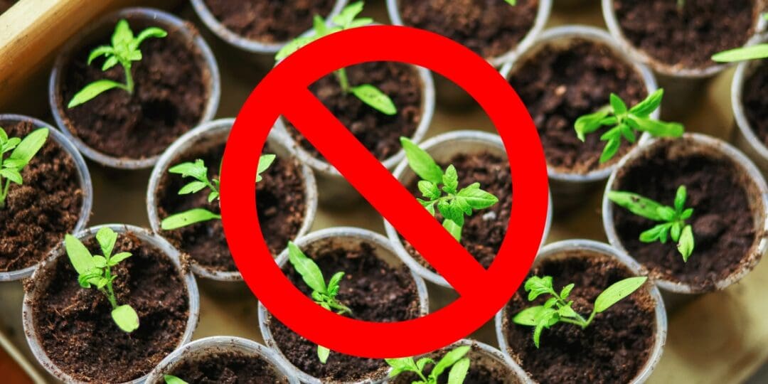 You Don’t Need More Plants, You Just Need These 4 Simple DIY Projects