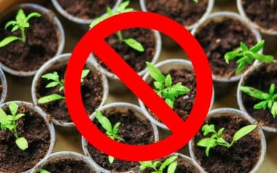 You Don’t Need More Plants, You Just Need These 4 Simple DIY Projects