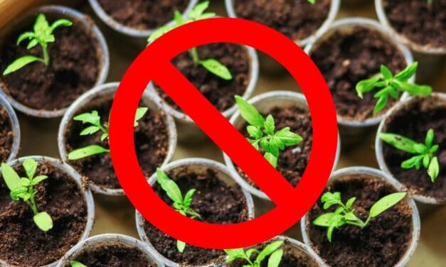 You Don’t Need More Plants, You Just Need These 4 Simple DIY Projects