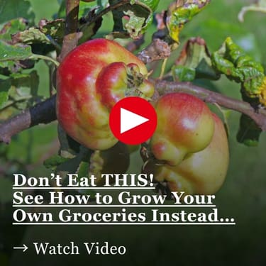 Don’t Eat THIS! See How to Grow Your Own Groceries Instead close-up of misshapen red apples on a tree branch