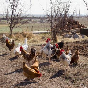 free range chickens 1