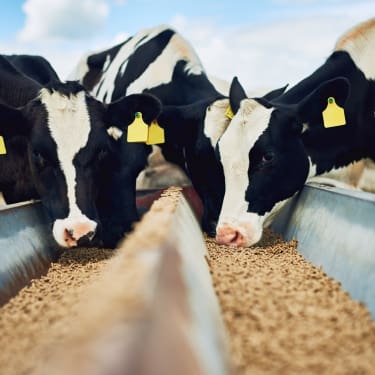 Two black-and-white cows with yellow ear tags eating feed from a long trough outdoors.
