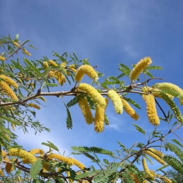 Yellow mesquite tree flowers and feathery green leaves hanging from thorny branches against a clear blue sky