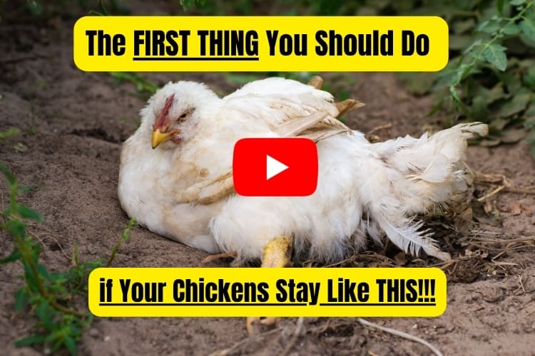 the first thing you should do chicken AWB