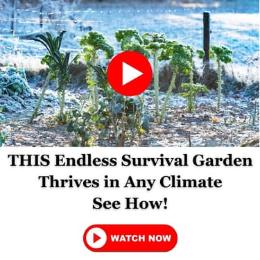 winter survival garden MSF