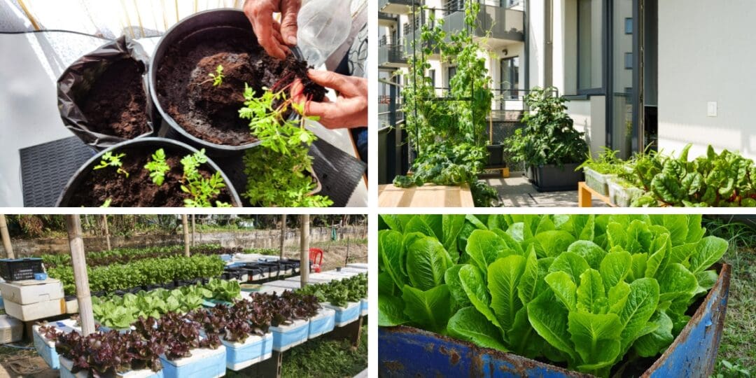 7 High-Yield Crops for Small Spaces