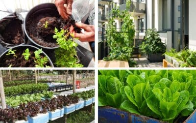 7 High-Yield Crops for Small Spaces