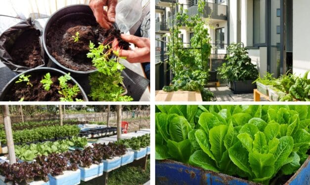 7 High-Yield Crops for Small Spaces