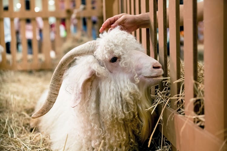 angora goat in the hay