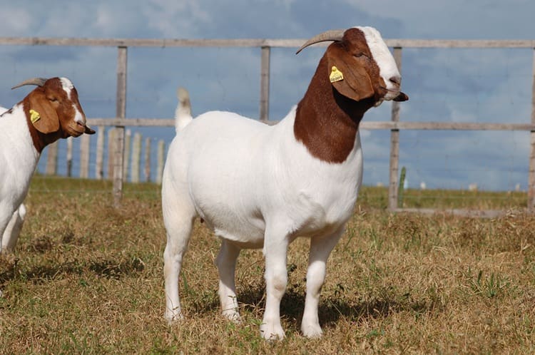 Beautiful female Boer Goats on the farm