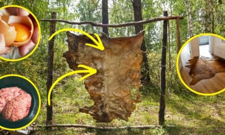 I Tanned a Hide With Nothing but Eggs and Animal Brain