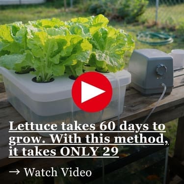 Lettuce takes 60 days to grow. With this method, it takes ONLY 29 Lush green lettuce heads growing out of holes in a white plastic container on a wooden pallet table, with a small gray device connected by a tube to the container, and a garden hose coiled in the background of a sunny backyard