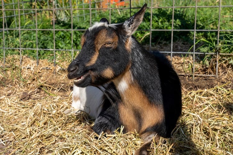 Nigerian Dwarf goat