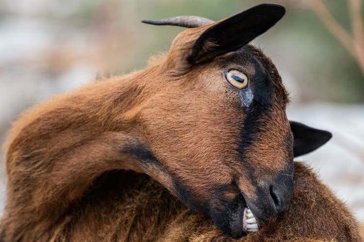Brown Oberhasli alpine goat outdoors