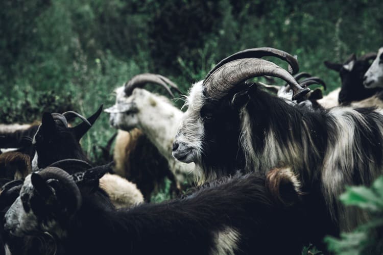 Group of Spanish goats in a field