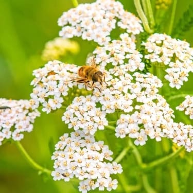 yarrow plant