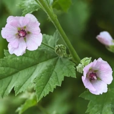 Marshmallow plant spring medicinal planting guide